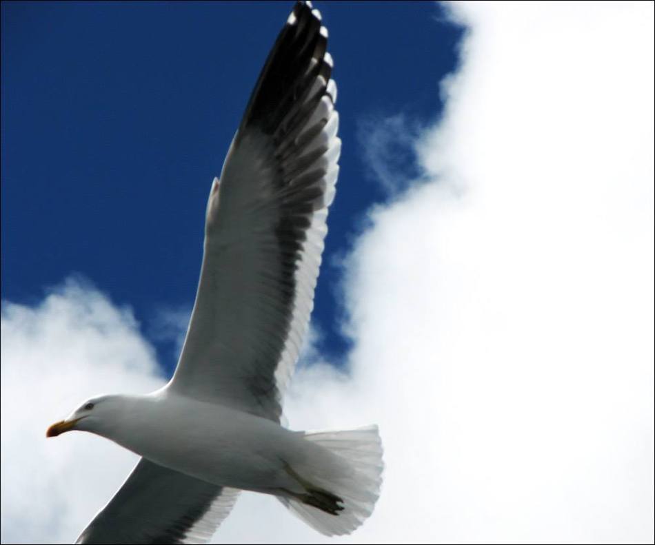 18422084_142087432999059_7958163230521157948_o